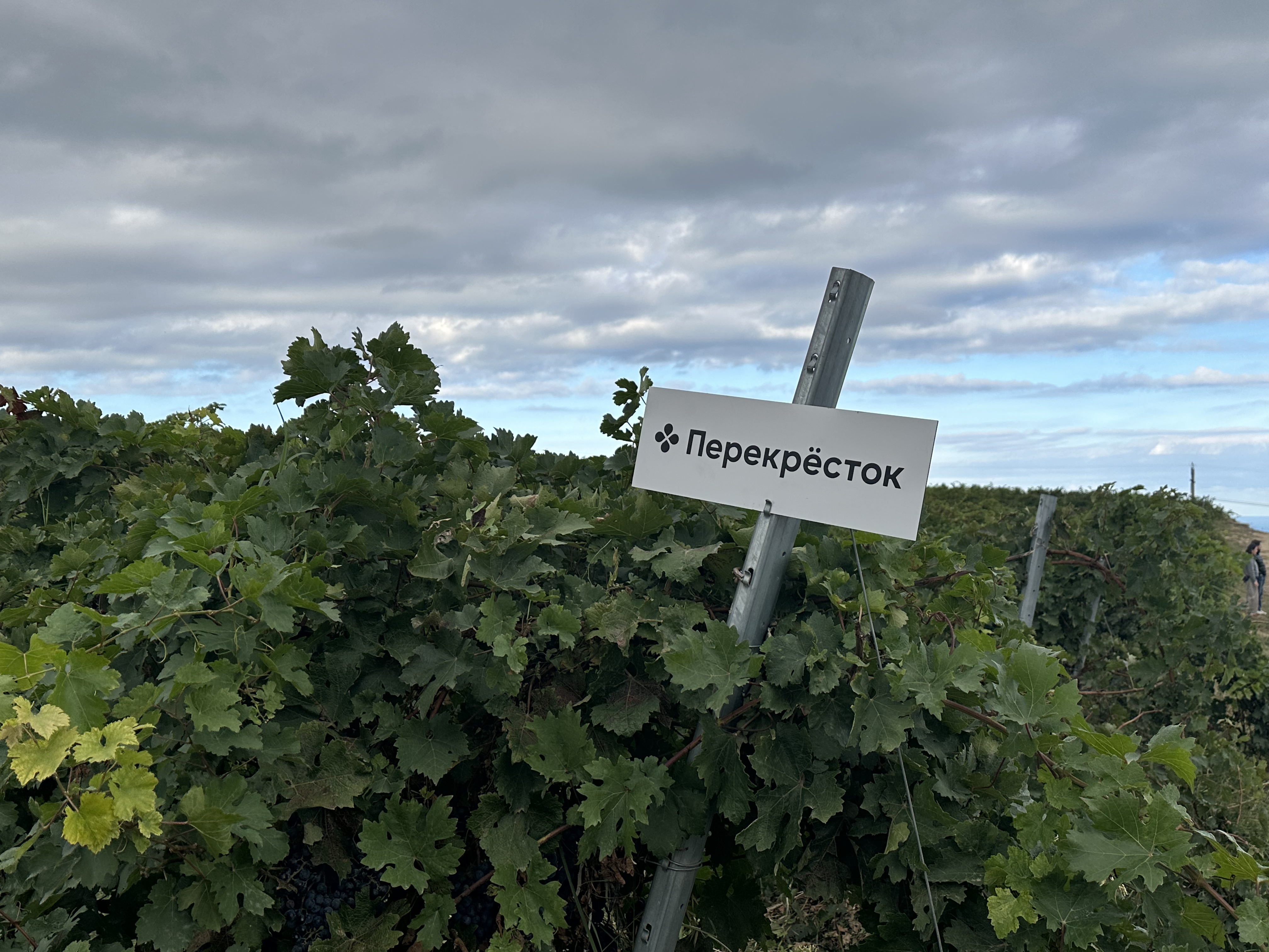 «Перекрёсток» и «Дербент Вино» выделили отдельное производство для СТМ
